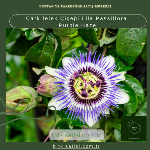 Çarkıfelek Çiçeği Lila Passiflora Purple Haze