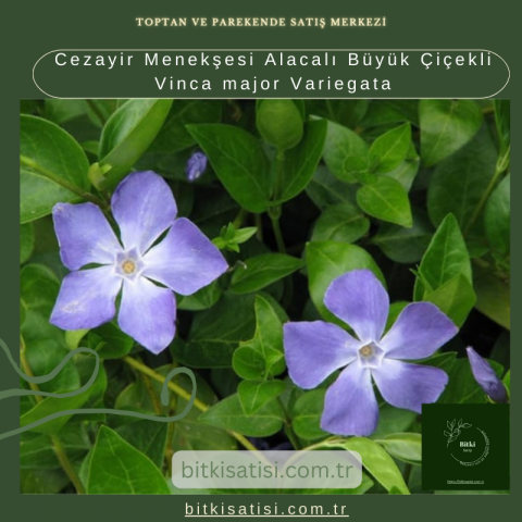 Cezayir Menekşesi Alacalı Büyük Çiçekli Vinca major Variegata