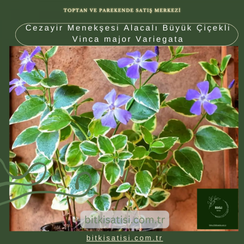 Cezayir Menekşesi Alacalı Büyük Çiçekli Vinca major Variegata