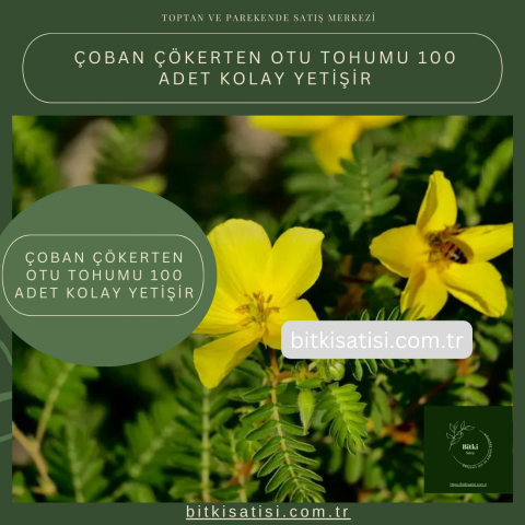 Çoban Çökerten Otu Tohumu 100 Adet Kolay Yetişir