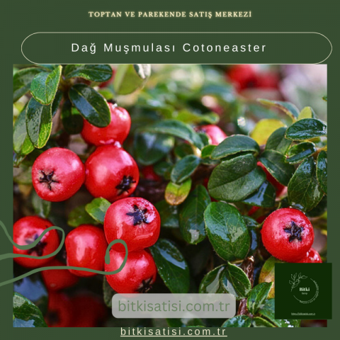 Dağ Muşmulası Cotoneaster