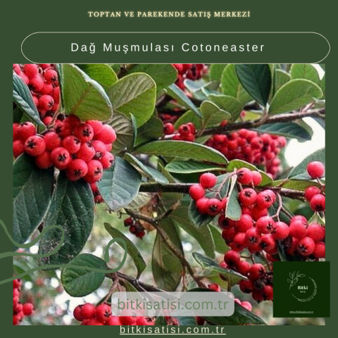 Dağ Muşmulası Cotoneaster