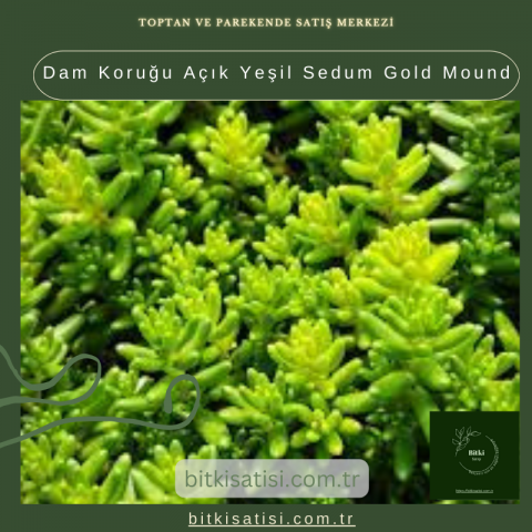 Dam Koruğu Açık Yeşil Sedum Gold Mound