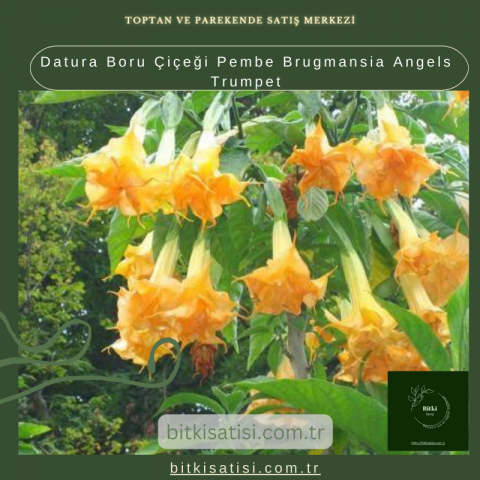 Datura Boru Çiçeği Pembe Brugmansia Angels Trumpet