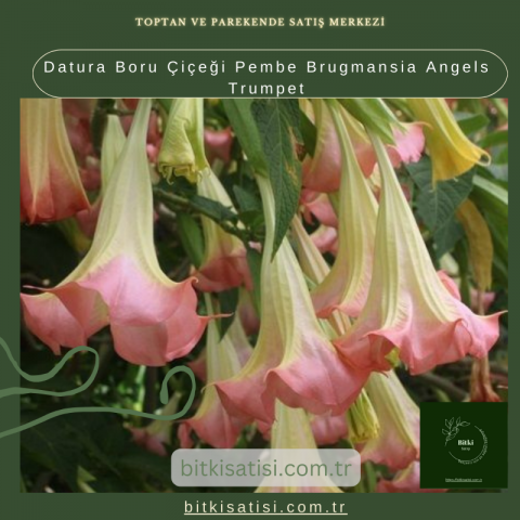 Datura Boru Çiçeği Pembe Brugmansia Angels Trumpet