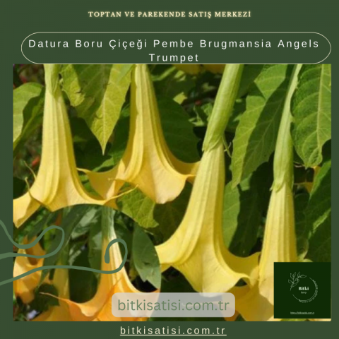 Datura Boru Çiçeği Pembe Brugmansia Angels Trumpet