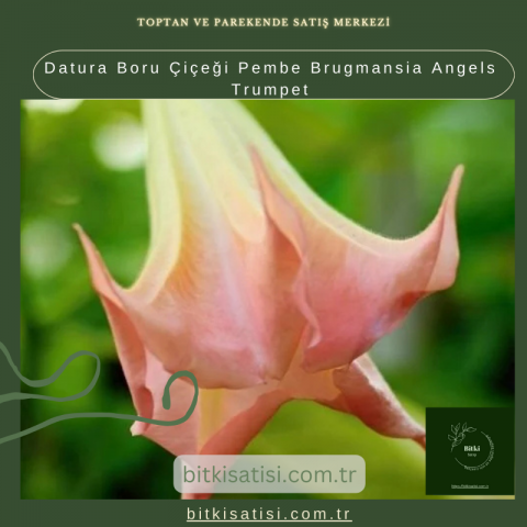 Datura Boru Çiçeği Pembe Brugmansia Angels Trumpet