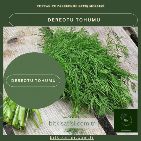 Dereotu Tohumu 10 Gr Kolay Tutar