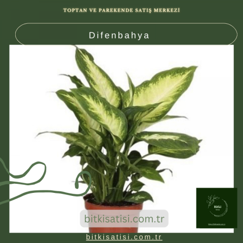 Difenbahya Bitkisi