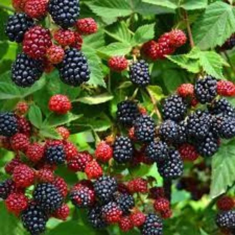 Dikensiz Böğürtlen Fidanı Arapaho Rubus: Lezzetli ve Kolay Hasat Edilen Meyveler!