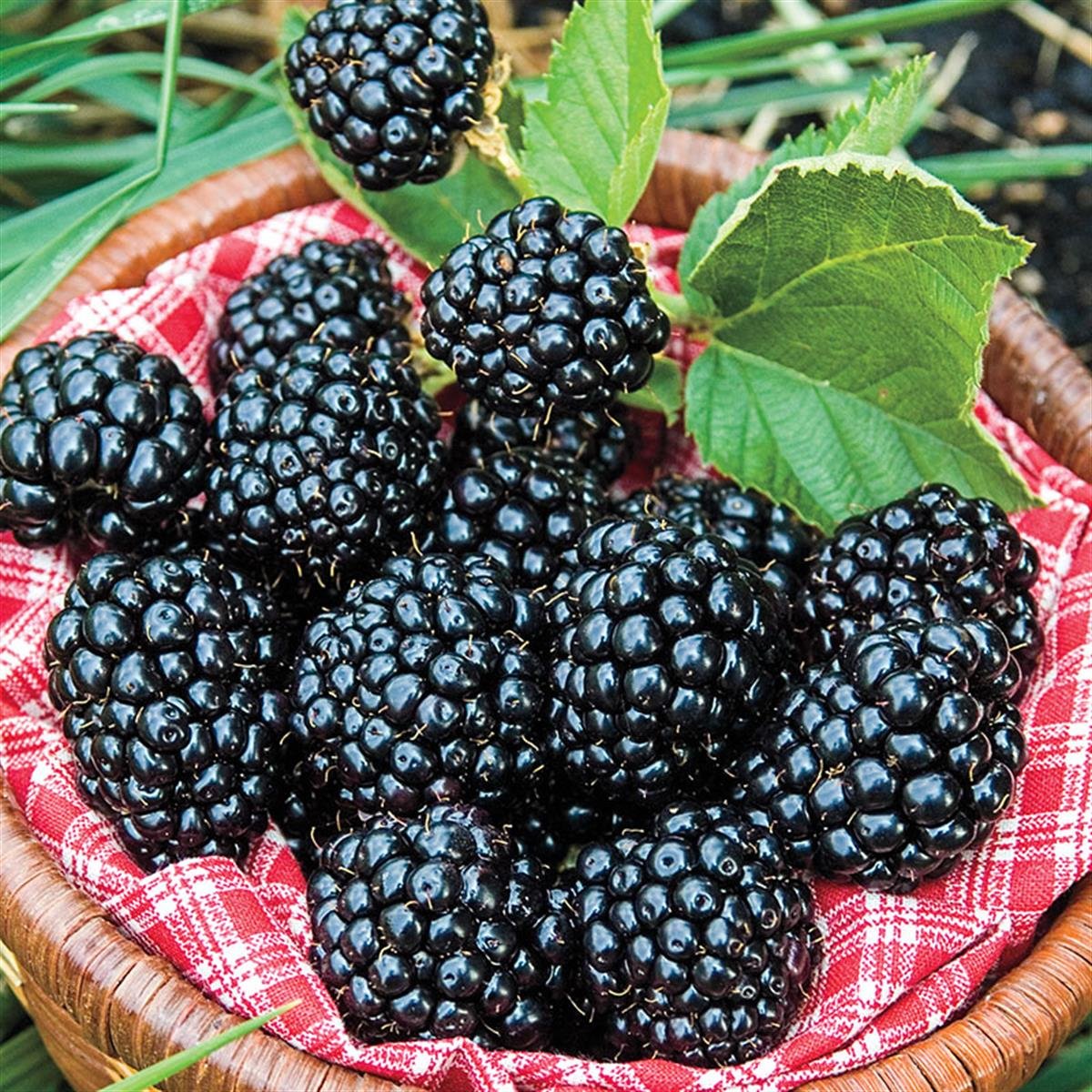Dikensiz Böğürtlen Fidanı Arapaho Rubus: Lezzetli ve Kolay Hasat Edilen Meyveler!