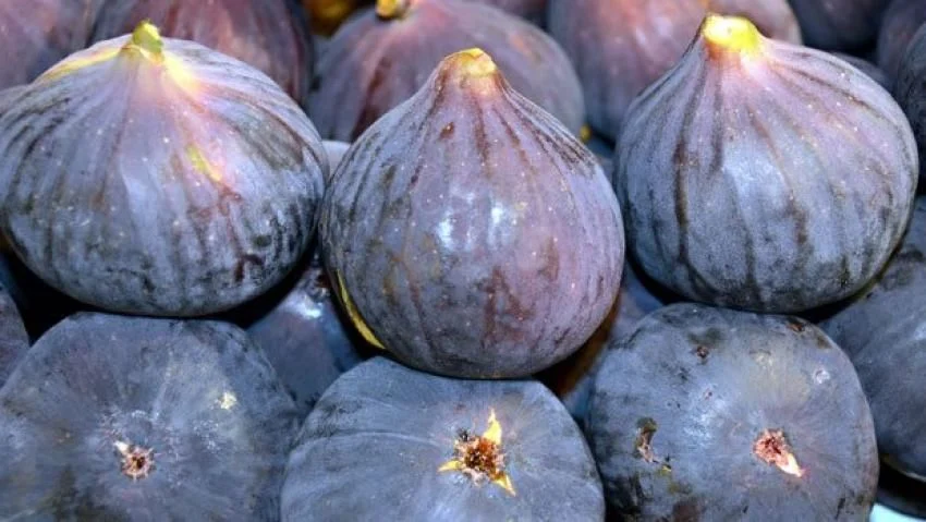 Dikensiz Böğürtlen Fidanı Arapaho Rubus: Lezzetli ve Kolay Hasat Edilen Meyveler!
