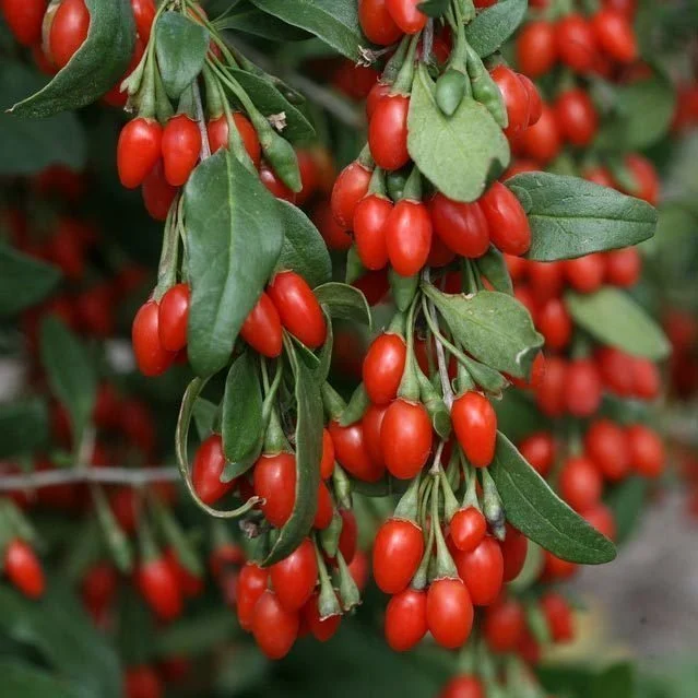 Doğal Goji Berry Fidanı ile Sağlığınızı Güçlendirin – Kurt Üzümü Yetiştiriciliği