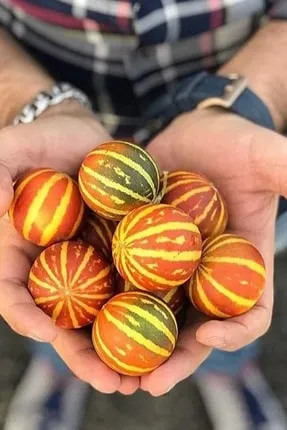 Doğal Kokulu Kaplan Kavunu Fidanı ile Taze Meyveler Yetiştirin!