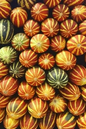Doğal Kokulu Kaplan Kavunu Fidanı ile Taze Meyveler Yetiştirin!