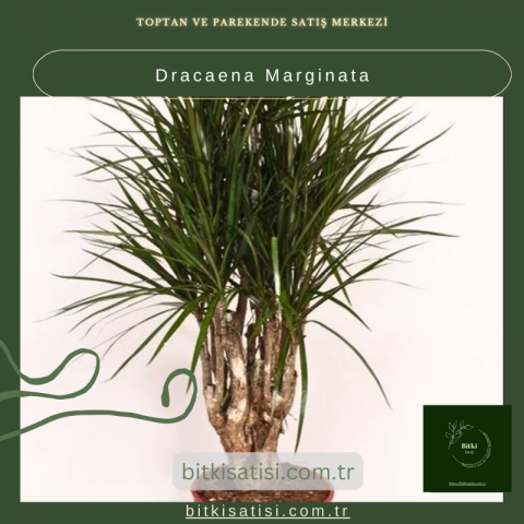 Dracaena Marginata