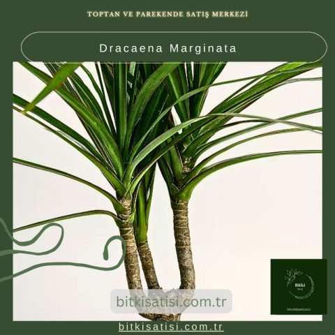 Dracaena Marginata