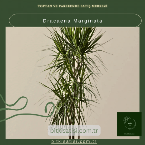 Dracaena Marginata