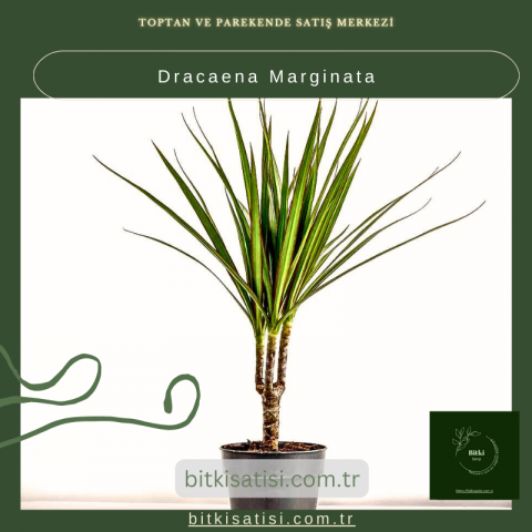 Dracaena Marginata