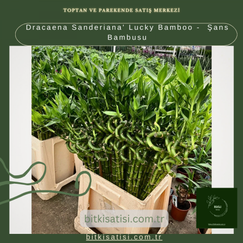 Dracaena Sanderiana' Lucky Bamboo -  Şans Bambusu