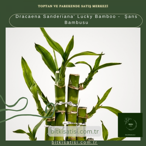 Dracaena Sanderiana' Lucky Bamboo -  Şans Bambusu