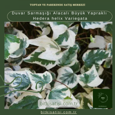 Duvar Sarmaşığı Alacalı Büyük Yapraklı Hedera helix Variegata