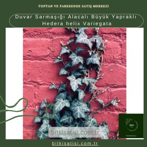 Duvar Sarmaşığı Alacalı Büyük Yapraklı Hedera helix Variegata