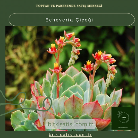 Echeveria Çiçeği: Bakımı Kolay, Görselliği İnanılmaz!