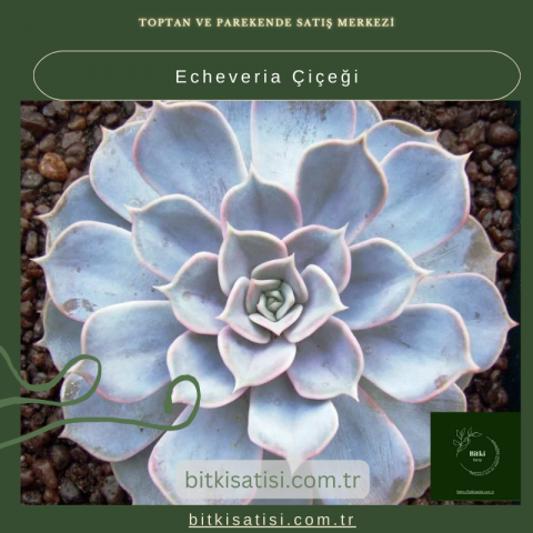 Echeveria Çiçeği: Bakımı Kolay, Görselliği İnanılmaz!