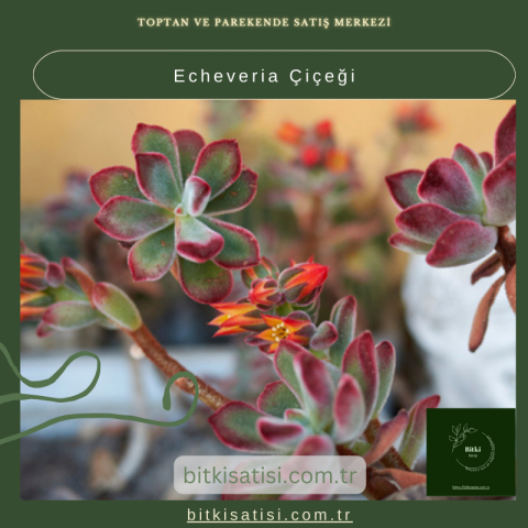Echeveria Çiçeği: Bakımı Kolay, Görselliği İnanılmaz!