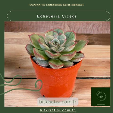 Echeveria Çiçeği: Bakımı Kolay, Görselliği İnanılmaz!