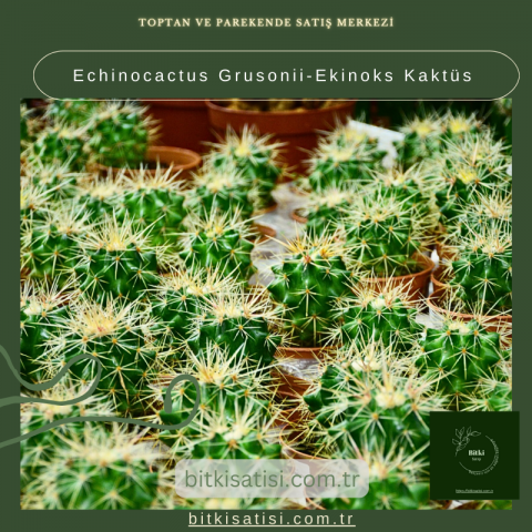 Echinocactus Grusonii-Ekinoks Kaktüs