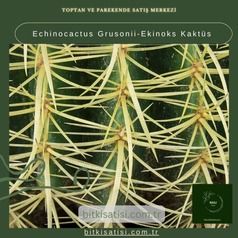 Echinocactus Grusonii-Ekinoks Kaktüs