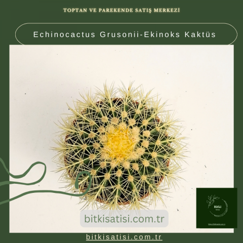 Echinocactus Grusonii-Ekinoks Kaktüs