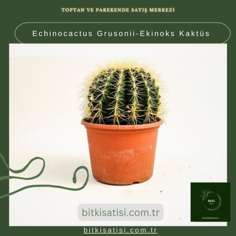 Echinocactus Grusonii-Ekinoks Kaktüs