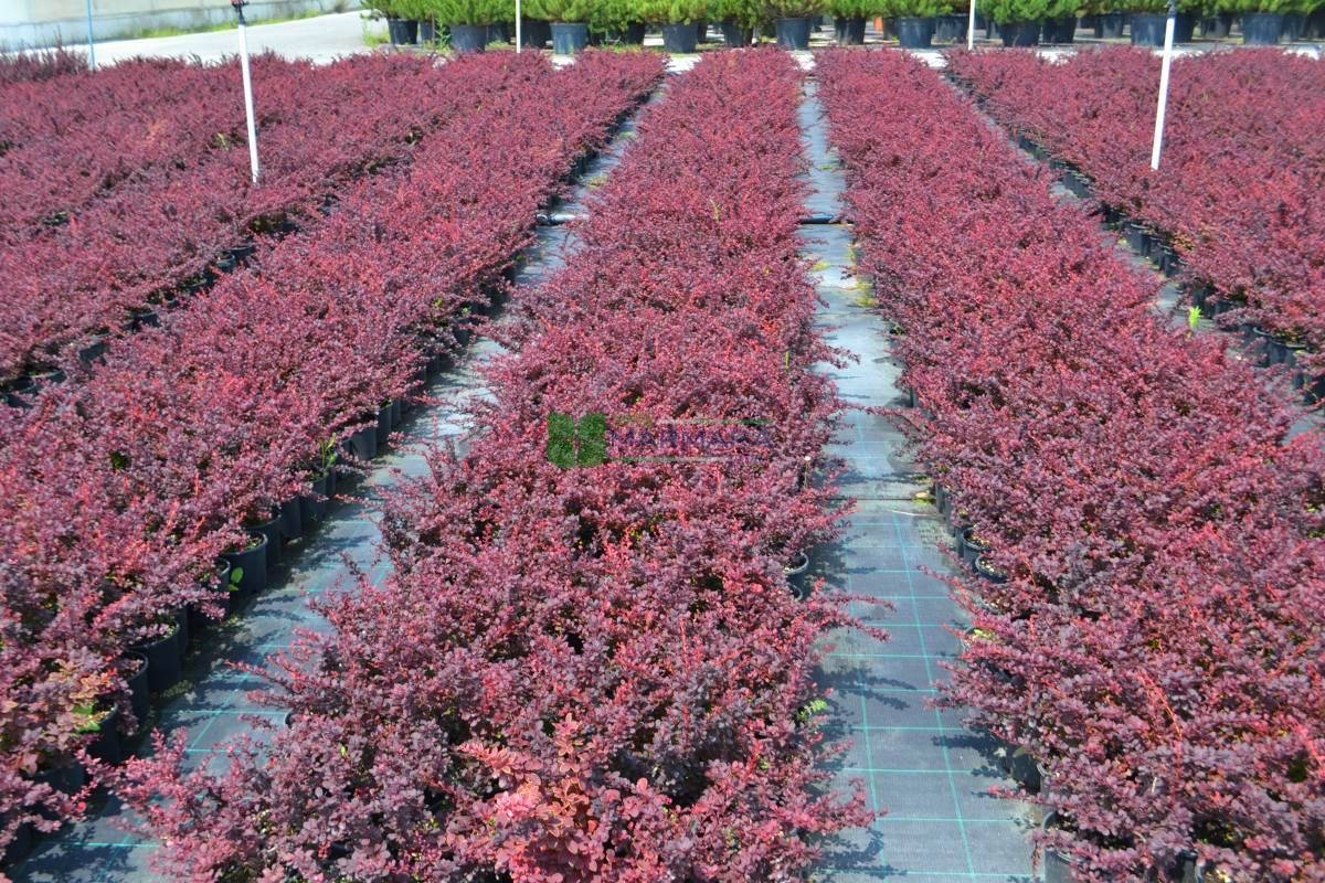 Estetik Bodur Kadın Tuzluğu - Şıklığınızı Tamamlayacak Sofra Aksesuarı