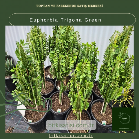 Euphorbia Trigona Green