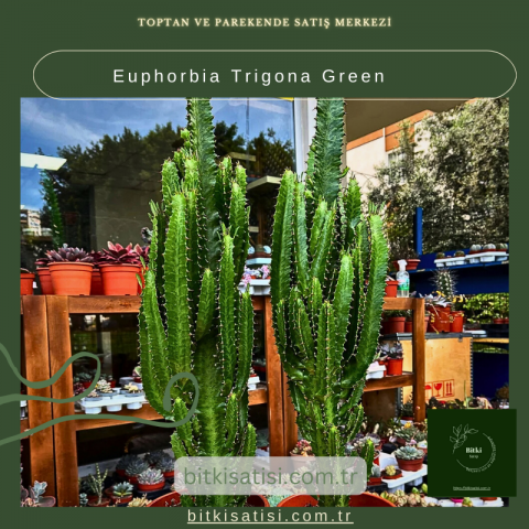 Euphorbia Trigona Green