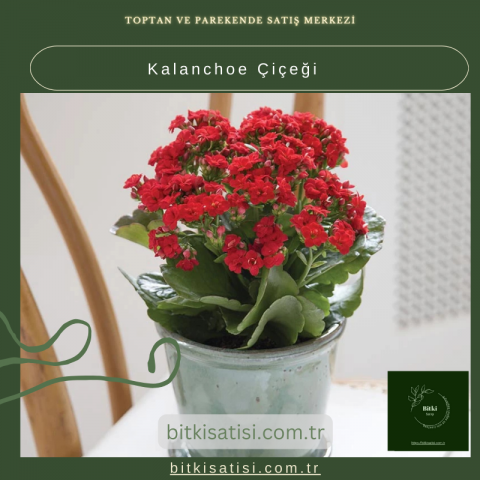 Evinizi Renklendiren Kalanchoe Çiçeği ile Bahar Esintisi