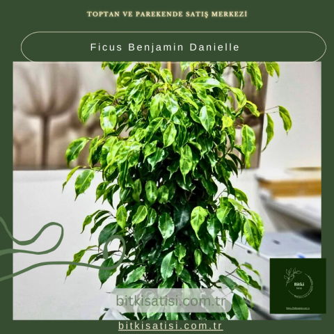 Ficus Benjamin Danielle
