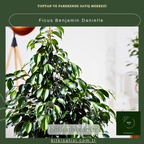 Ficus Benjamin Danielle