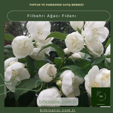 Filbahri Ağacı Fidanı