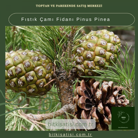 Fıstık Çamı Fidanı Pinus Pinea