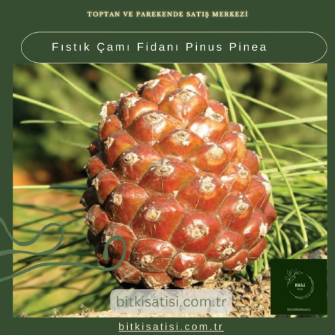 Fıstık Çamı Fidanı Pinus Pinea