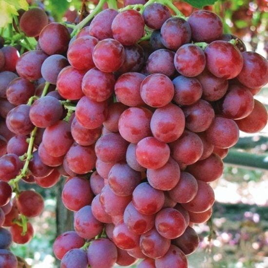 Flame Seedless Üzüm Asması Fidanı ile Tatlı ve Çekirdeksiz Üzümler Yetiştirin