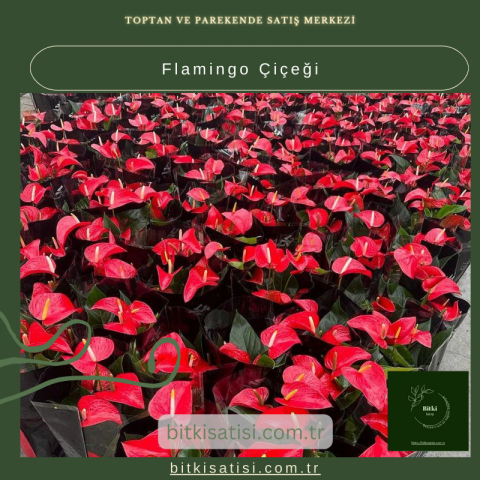 Flamingo Çiçeği: Parlak Renkleriyle İç Mekanları Canlandırın!