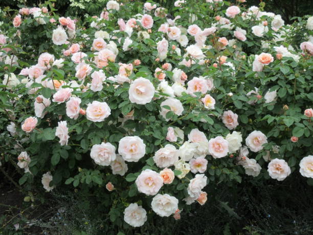 Floribunda Gülü Fidanı: Bahçeniz İçin Muhteşem Çiçekler