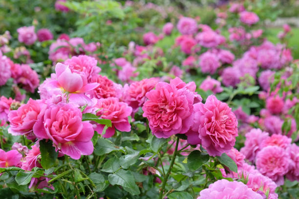 Floribunda Gülü Fidanı: Bahçeniz İçin Muhteşem Çiçekler