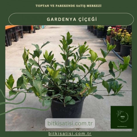 Gardenya Çiçeğiyle Bahçenizi Şenlendirin