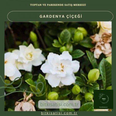 Gardenya Çiçeğiyle Bahçenizi Şenlendirin